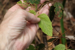 Seringia arborescens