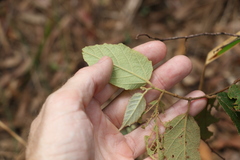 Seringia arborescens