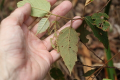 Seringia arborescens