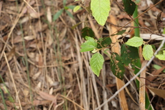 Seringia arborescens