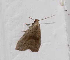 Hypenodes franclemonti