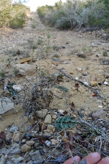 Asclepias prostrata