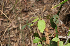 Seringia arborescens