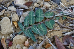 Asclepias prostrata