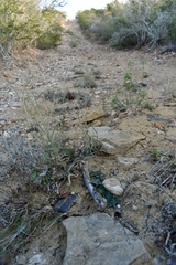Asclepias prostrata