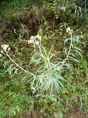 Anaphalis longifolia