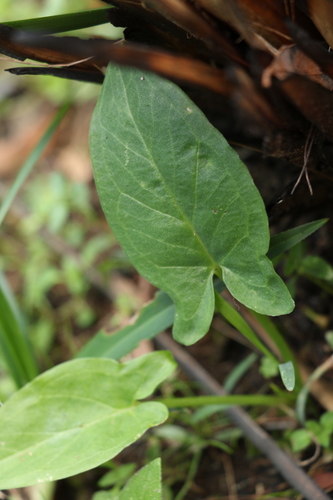 Image of Black Arum Lily (Typhonium brownii) by (c) Greg Tasney, some rights reserved (CC BY-SA)