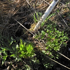 Angelica atropurpurea