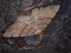 Xerodes rufescentaria