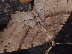 Xerodes rufescentaria