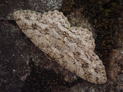 Ectropis cryptomeriae