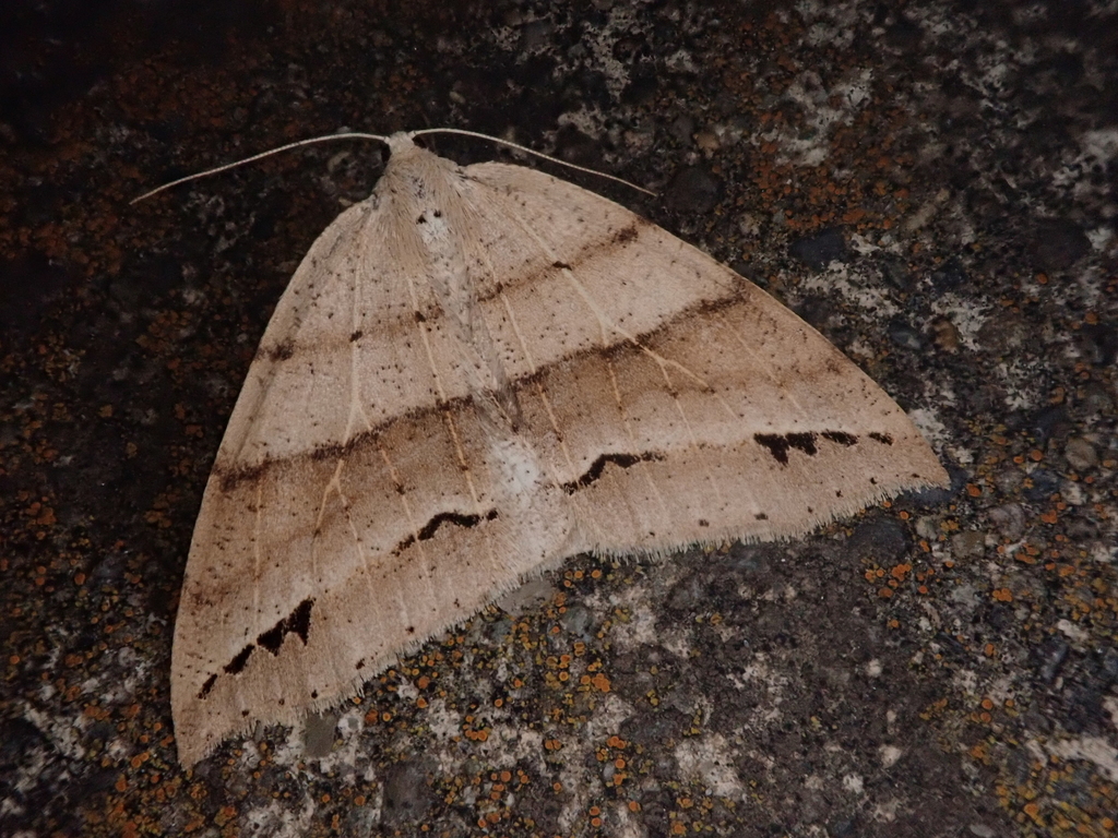 Psyra bluethgeni
