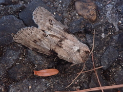 Neoploca arctipennis