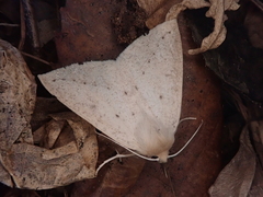 Descoreba simplex
