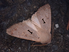 Orthosia carnipennis