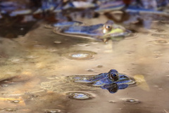 Lithobates chiricahuensis