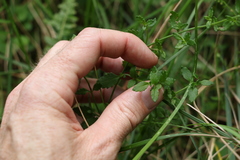 Gonocarpus oreophilus