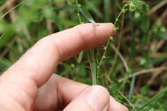 Gonocarpus oreophilus
