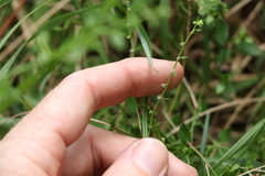 Gonocarpus oreophilus
