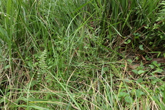 Gonocarpus oreophilus