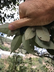 Styrax suberifolius
