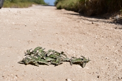 Asclepias prostrata
