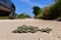Asclepias prostrata
