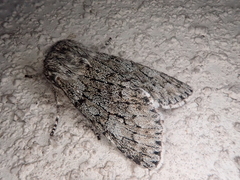 Brachionycha permixta