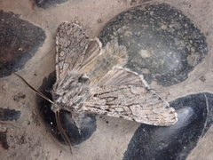 Brachionycha permixta