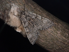 Brachionycha permixta