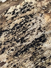 Berkleasmium concinnum