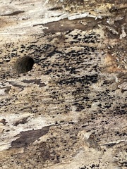 Berkleasmium concinnum