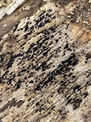 Berkleasmium concinnum