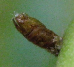 Asphondylia prosopidis