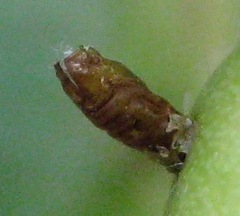 Asphondylia prosopidis