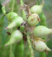 Asphondylia prosopidis