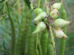 Asphondylia prosopidis