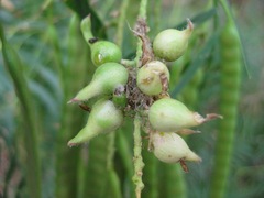 Asphondylia prosopidis