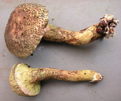 Pulveroboletus