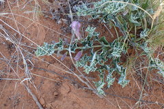 Harpagophytum procumbens