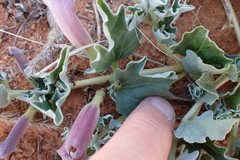 Harpagophytum procumbens