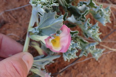 Harpagophytum procumbens