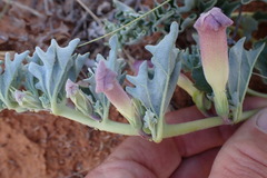 Harpagophytum procumbens