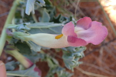 Harpagophytum procumbens