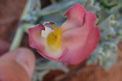 Harpagophytum procumbens