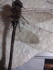 Rhionaeschna psilus