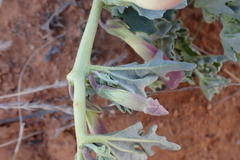 Harpagophytum procumbens