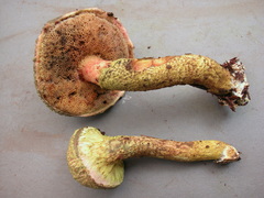 Pulveroboletus