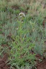 Phacelia alba