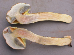 Pulveroboletus